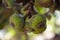 Close up green Common fig fruit for herb