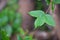 Close up green concave leaves are 3 lobes, pointed leaves and smooth edges on blurred background.