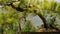 Close up green conifer tree on mountain landscape. Evergreen spruce tree in summer mountain forest.