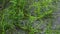 Close up of green creepy plant while it is raining. Raindrops of Water falling on green plants leaf. Summer Monsoon rainy season