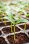 Close up green cucumber seedling