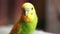 Close up of a green cute homemade parrot looking at the camera, posing. Shallow depth of field, some objects out of focus.