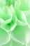 Close up of green dahlia