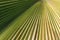 Close up of green detailed palm leaf abstract background in selective focus