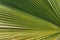 Close up of green detailed palm leaf abstract background in selective focus