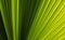 Close up of green detailed palm leaf abstract background in selective focus