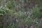 Close up green details of heathers blooming in forest