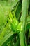 Close up green dragon fruite