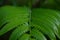 close up of green dryopteris affinis fern leaves in garden, abstract background