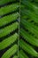close up of green dryopteris affinis fern leaves in garden, abstract background