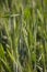 Close-up green ear of wheat in the field, world grain crisis. Farmersto