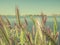 Close up of green ears of triticale with a lake and the sky in the background.