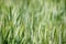 Close-up green ears of wheat in the field, world grain crisis. Farmersto,. f