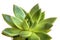 Close up of a green echeveria succulent - image