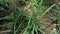 Close up green Eleusine indica Indian goosegrass, yard grass, goosegrass, wire grass, crow foot grass, lulangan. This plant is a