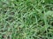 Close up green Eleusine indica Indian goosegrass, yard grass, goosegrass, wiregrass, crow foot grass, lulangan. This plant is a