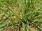 Close up green Eleusine indica Indian goosegrass, yard grass, goosegrass, wiregrass, crow foot grass, lulangan. This plant is a