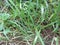 Close up green Eleusine indica Indian goosegrass, yard grass, goosegrass, wiregrass, crow foot grass, lulangan. This plant is a