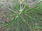 Close up green Eleusine indica Indian goosegrass, yard grass, goosegrass, wiregrass, crow foot grass, lulangan. This plant is a