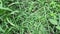 Close up green Eleusine indica Indian goosegrass, yard grass, goosegrass, wiregrass, crow foot grass, lulangan. This plant is a