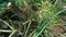 Close up green Eleusine indica Indian goosegrass, yard grass, goosegrass, wiregrass, crow foot grass, lulangan. This plant is a