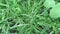 Close up green Eleusine indica Indian goosegrass, yard grass, goosegrass, wiregrass, crow foot grass, lulangan. This plant is a