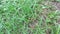 Close up green eleusine indica indian goosegrass, yard grass, goosegrass, wiregrass, crow foot grass, lulangan. This plant is a