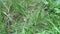 Close up green Eleusine indica Indian goosegrass, yard grass, goosegrass, wiregrass, crow foot grass, lulangan. This plant is a