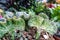 Close up Green Euphorbia lactea cristata