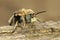 A close up of a Green-eyed Flower bee, Anthophora bimaculata