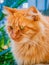 Close up of a green-eyed ginger cat