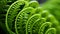 close up of green fern fronds