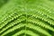 Close up green Fern leaf nature abstract background