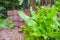 Close-up of green fern plants decorated in the park.