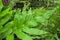 Close-up of green fern plants decorated in the park.