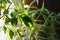 Close up of green ficus bonsai benjamina natasja against window and aloe vera