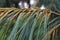 Close up of green fir branch with many needles