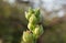 Close up Green Flower Buds of Pink Hollyhock Flower Isolated on Blurry Background, Selective Focus