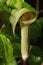 Close-up of the green flower of a Jack in the pulpit Arisaema triphyllum