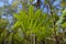 Close up of green foliage in English forest in Summer