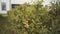 Close up of green foliage moving in the wind in the city street. Action. Hedge row and the building on the background.