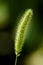 Close Up of The Green Foxtail ( Fox Tail ) Grass