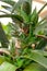 Close up of green fresh Aloe flowers. Urban jungle interior concept.