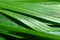 Close-up green fresh blade of grass, detailed macro photo.