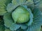 Close up green fresh cabbage maturing heads growing