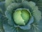 Close up green fresh cabbage maturing heads growing