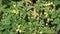 Close-up of green fresh hops cones on a field at sunny day outdoors. Hop is agricultural plant for making beer, bread,