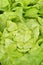 Close-up of green, fresh lettuce.