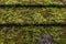 Close up of a green fresh moss covered roof of a garage