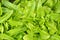 Close-up of green, fresh oakleaf lettuce.